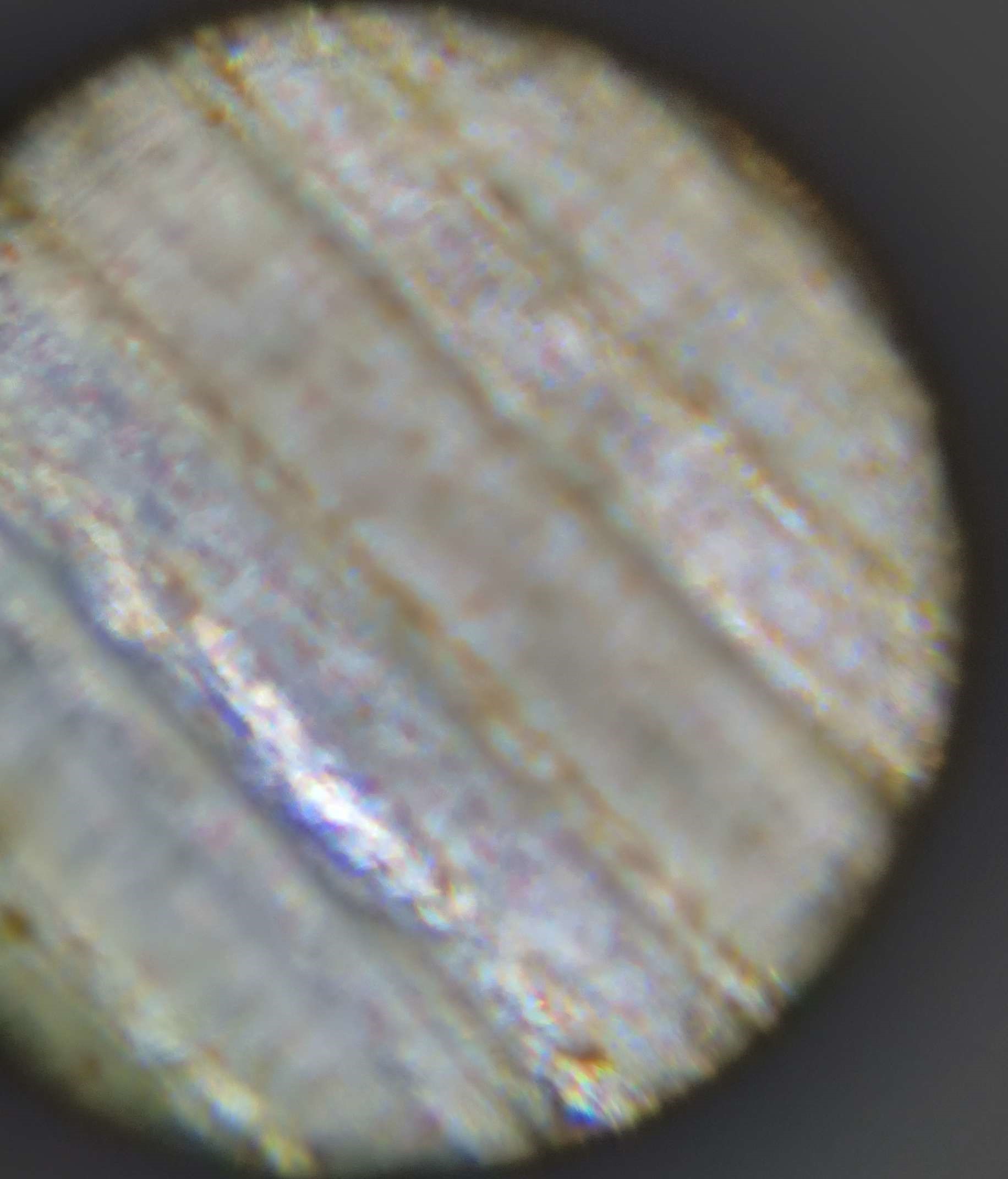 Microscope slide of Elephant Ear Stem Fiber